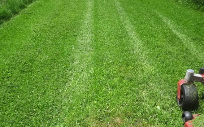 Professional Lawn Mowing